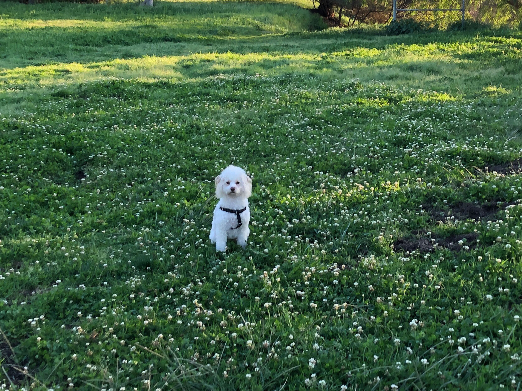 Phyllis Janie McGlasson's Dog